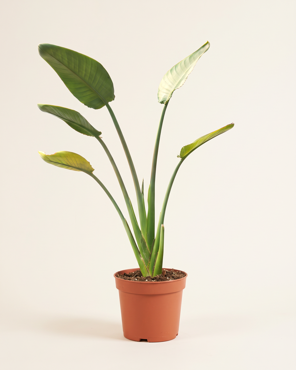 Strelitzia Reginae Clump (Young) سترليتزيا ريجيناي