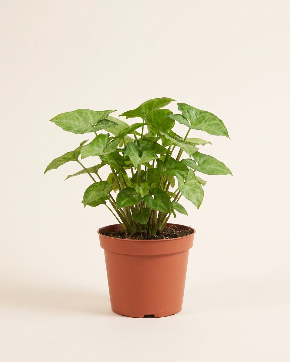 Syngonium Green Bush (Young) سينجونيوم أخضر
