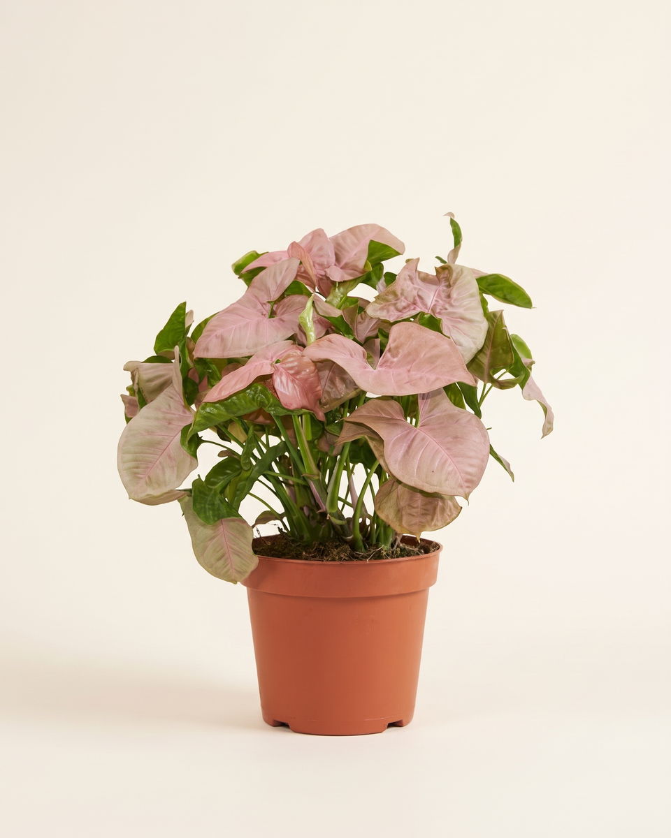 Syngonium Pink Bush (Young) سينجونيوم وردي