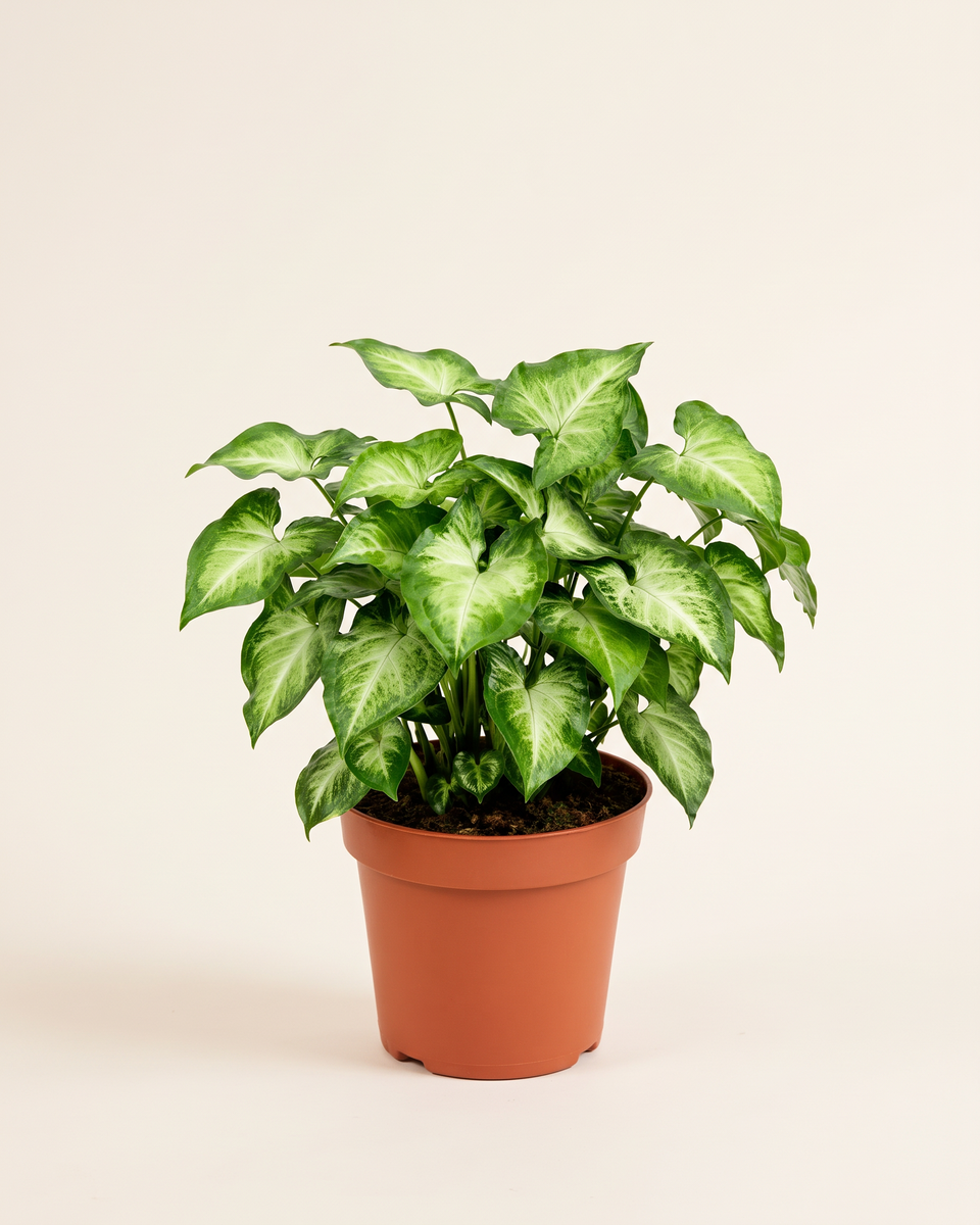 Syngonium Pixie Bush (Young) سينجونيوم بيكسي