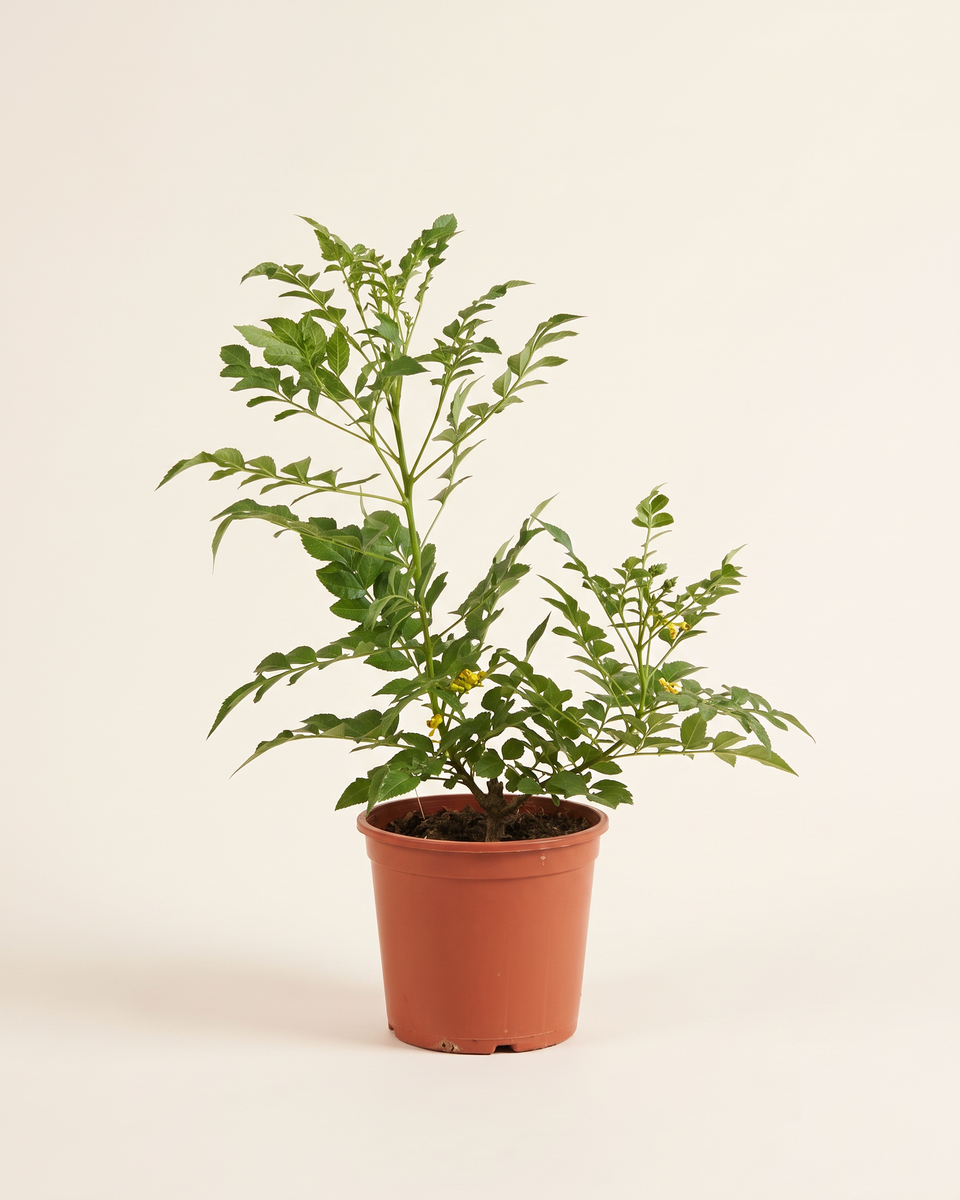 Tecoma Bush (Young) تيكوما