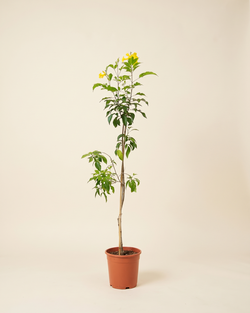 Tecoma Single Stem (Young) تيكوما
