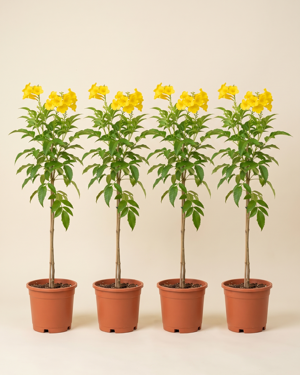 Tecoma Single Stem Set of 4 (Young) تيكوما