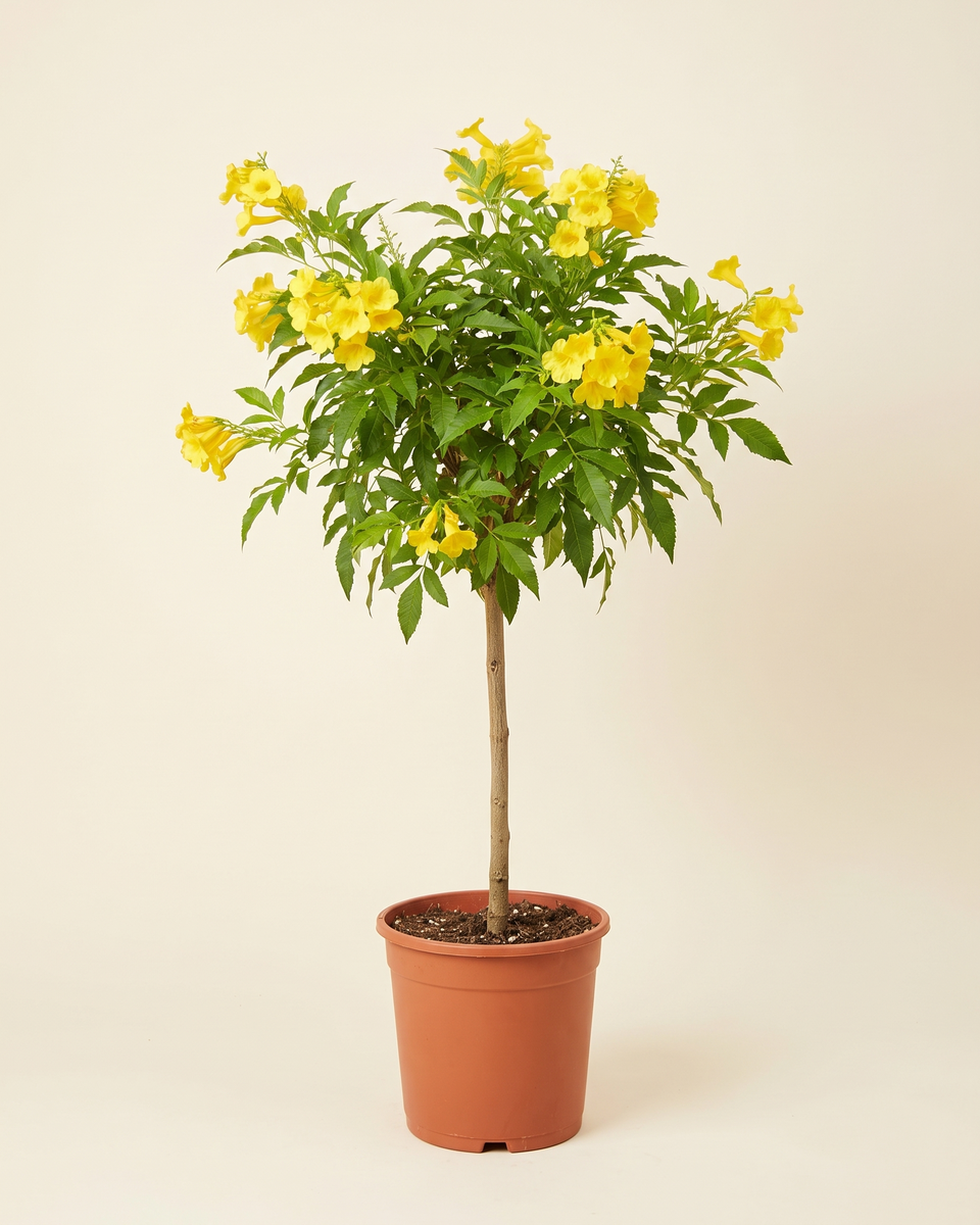 Tecoma Standard Tree (Young) تيكوما