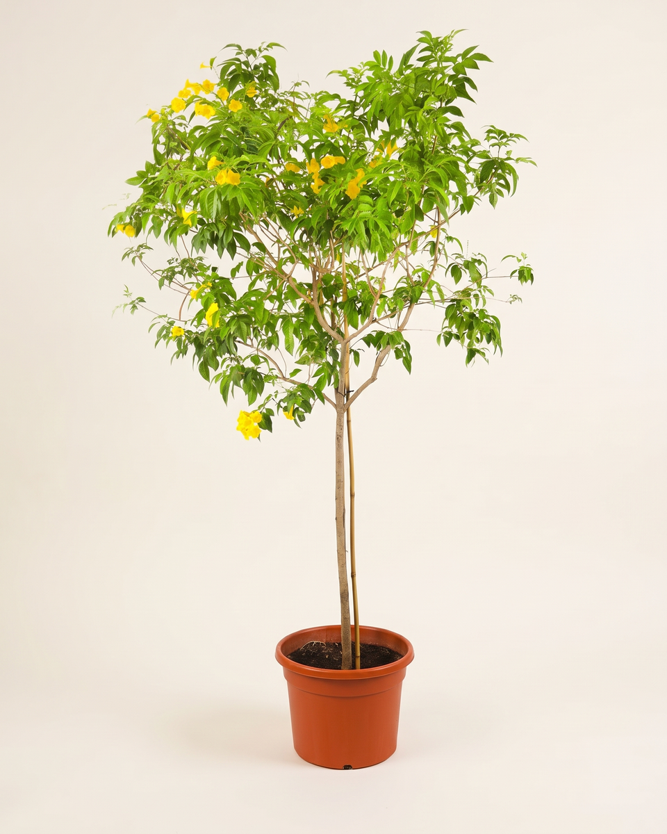 Tecoma Standard Tree تيكوما