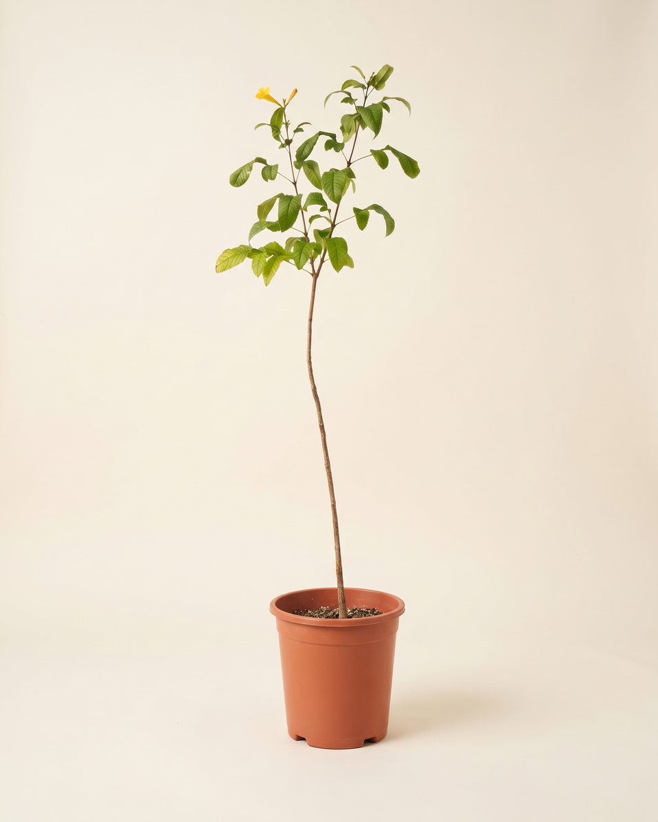 Tecoma Indian Single Stem تيكوما