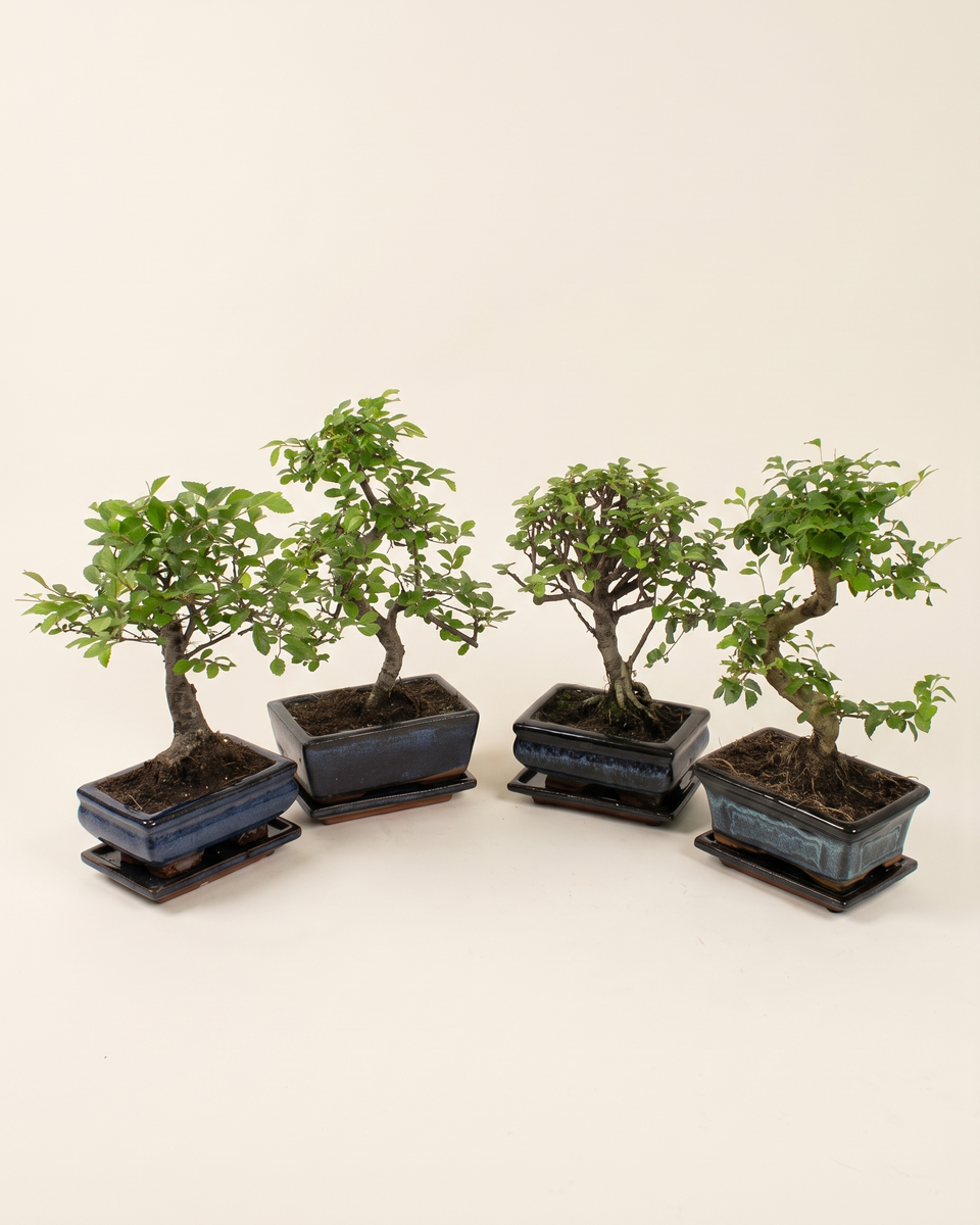 Bonsai Mix Set of 4 بونساي بونساي مشكل