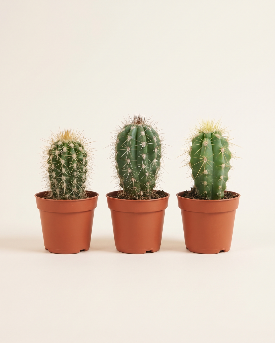 Cactus Mini Set of 3 صبار صبار