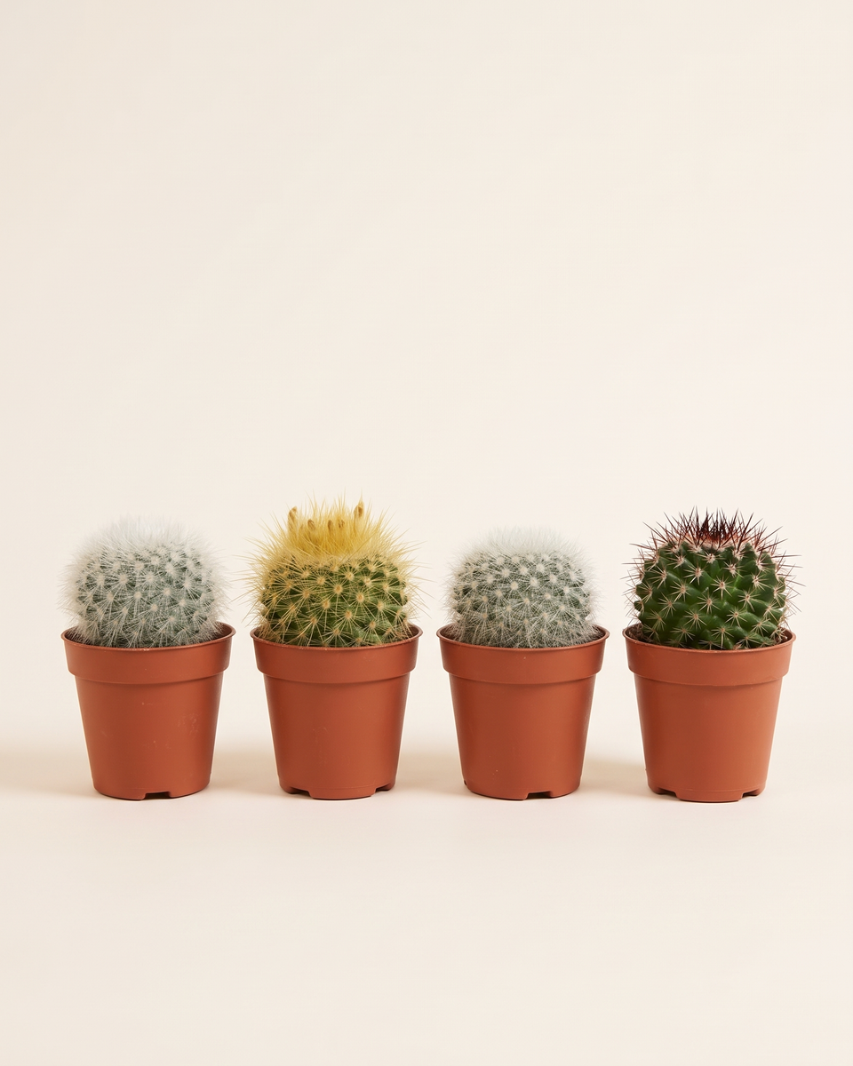 Cactus Set of 4 صبار صبار