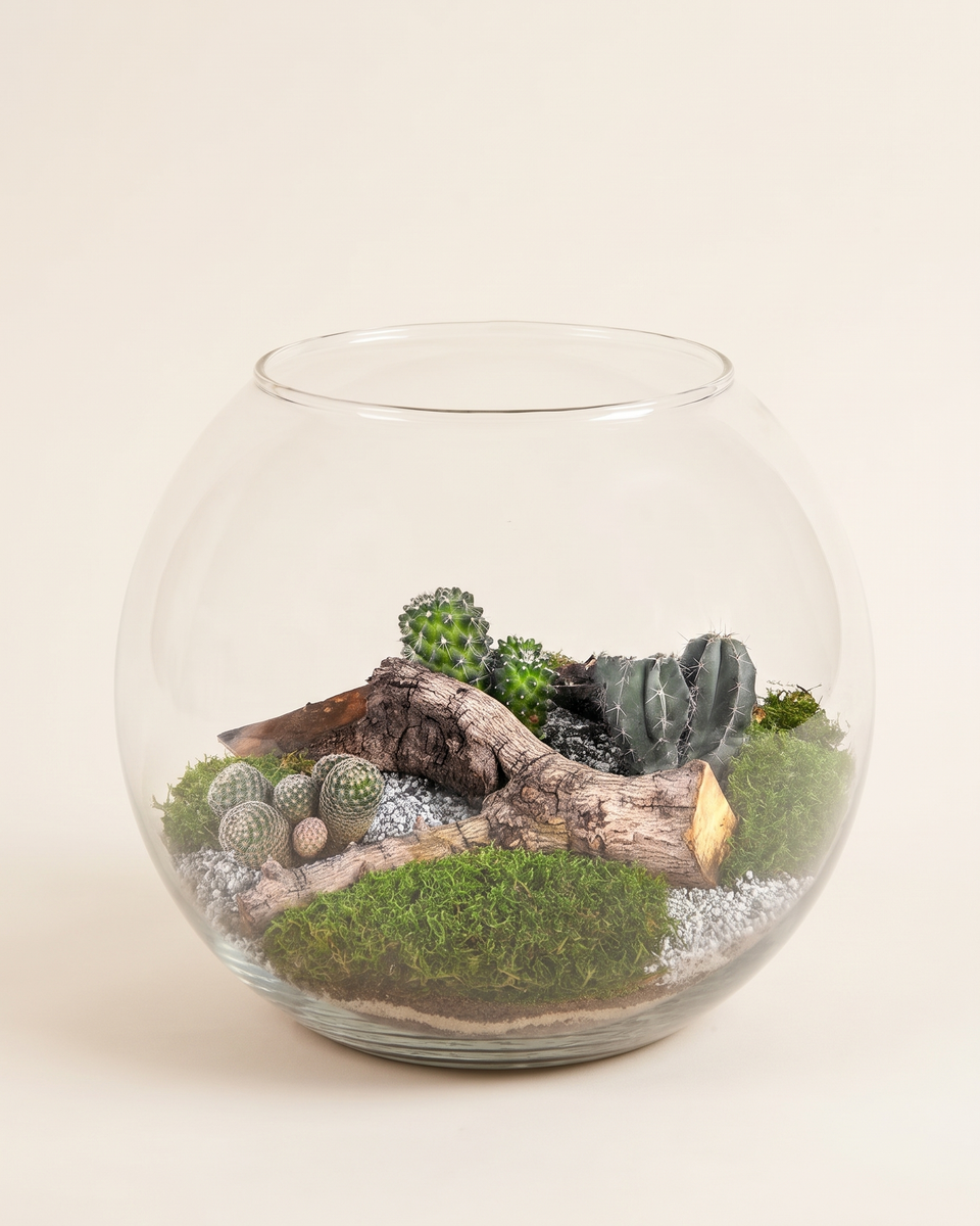 Terrarium Cactus Driftwood Glass Bowl تيراريوم صبار وخشب