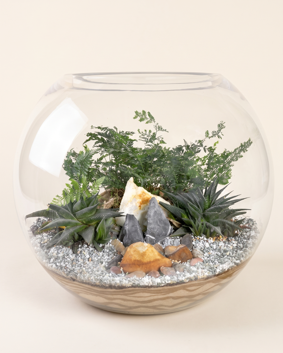 Terrarium Fern Glass Bowl تيراريوم سرخس