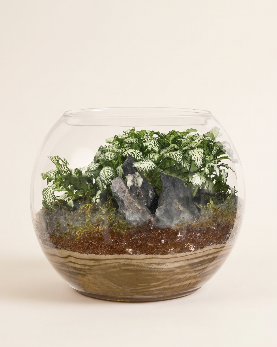 Terrarium Fittonia Glass Bowl تيراريوم فيتونيا