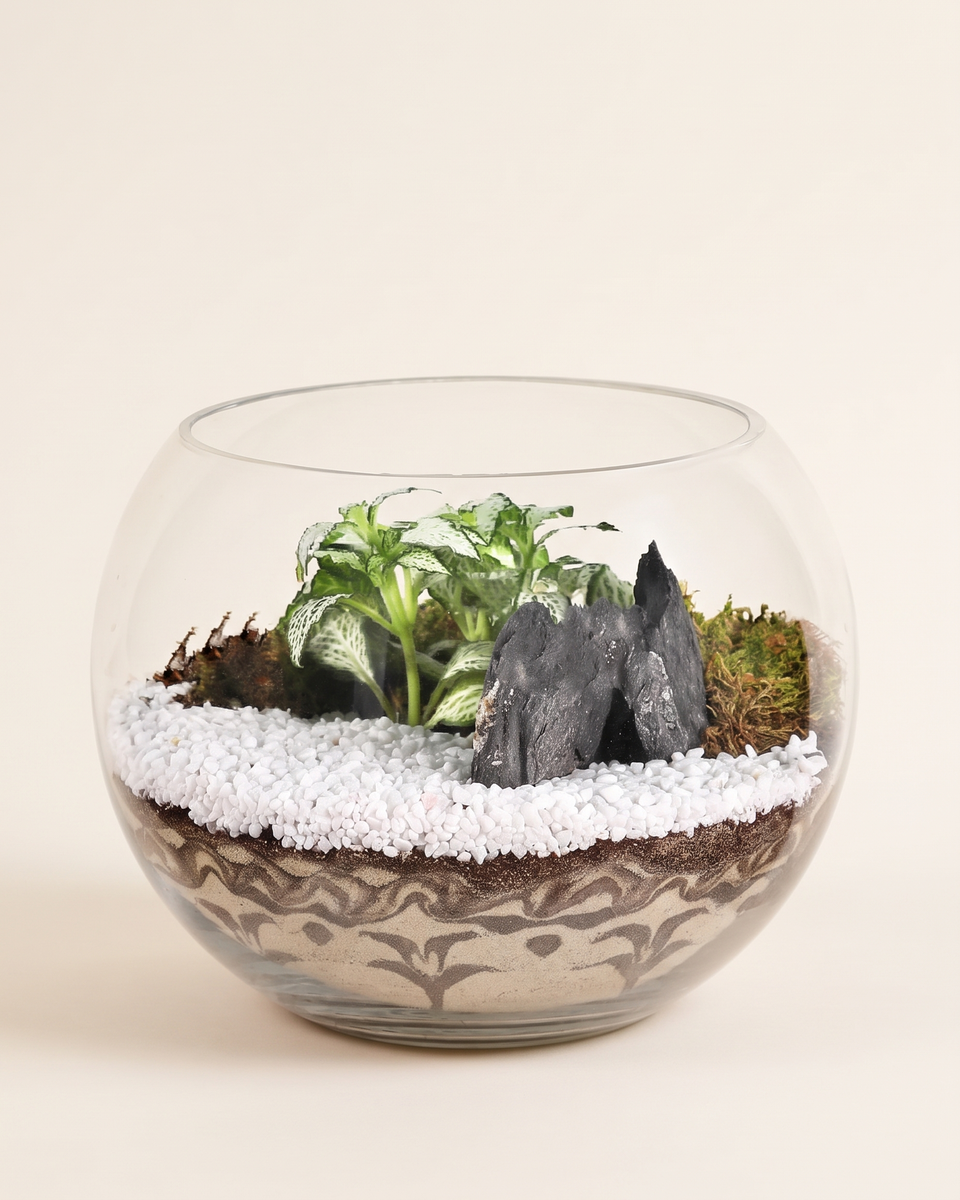 Terrarium Fittonia White Pebbles Glass Bowl تيراريوم فيتونيا وحصى أبيض