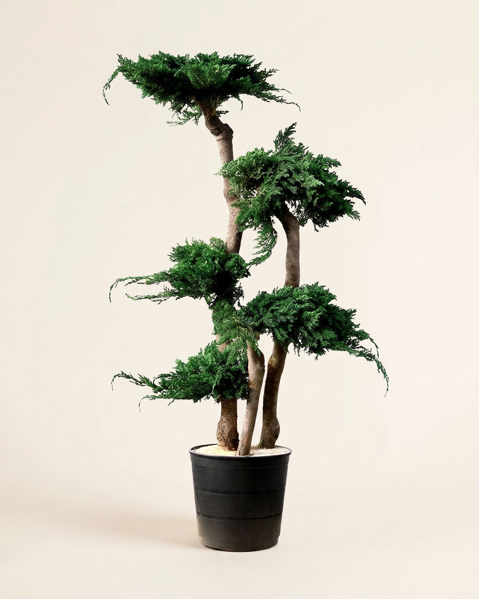Bonsai Juniper Preserved Tree بونساي عرعر