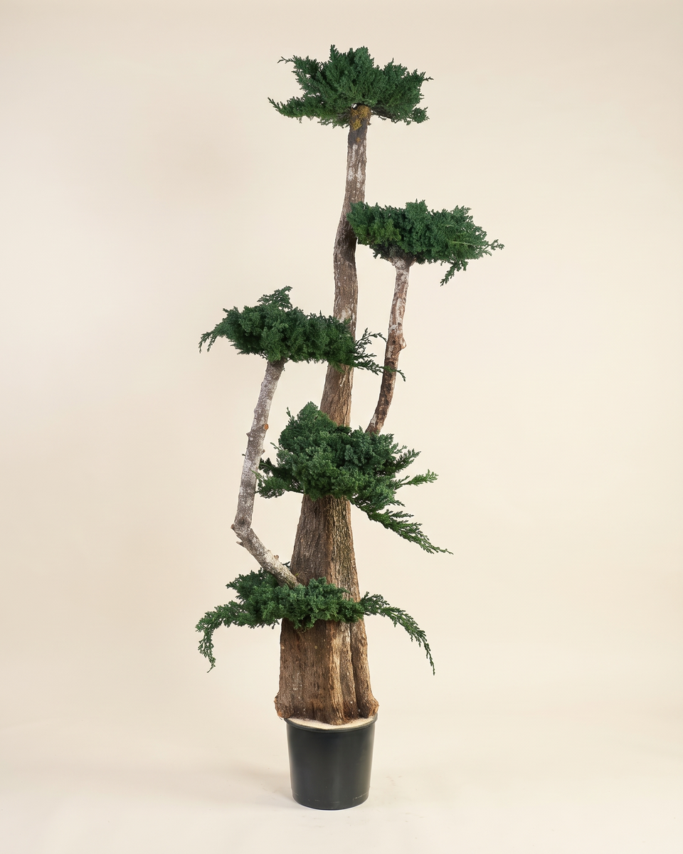 Bonsai Juniper Preserved Tree بونساي عرعر