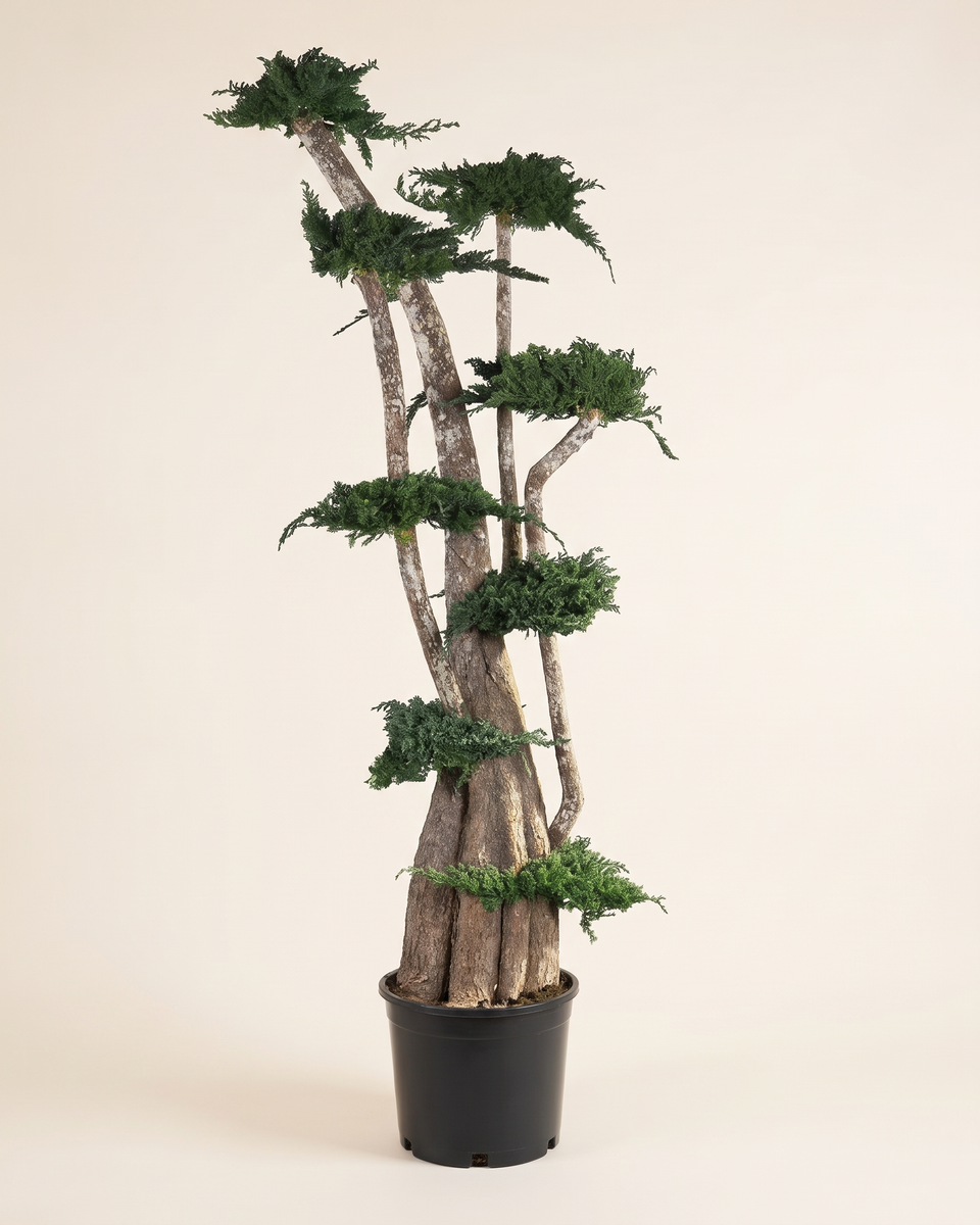 Bonsai Juniper Preserved Tree (Specimen) بونساي عرعر