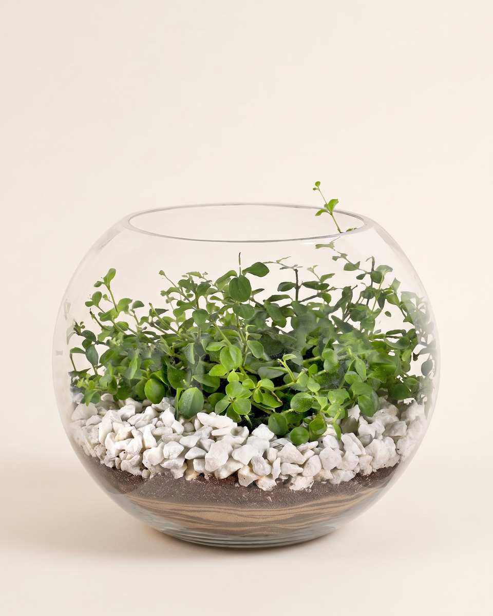 Terrarium Moss Greenery Glass Bowl تيراريوم خضرة وطحلب
