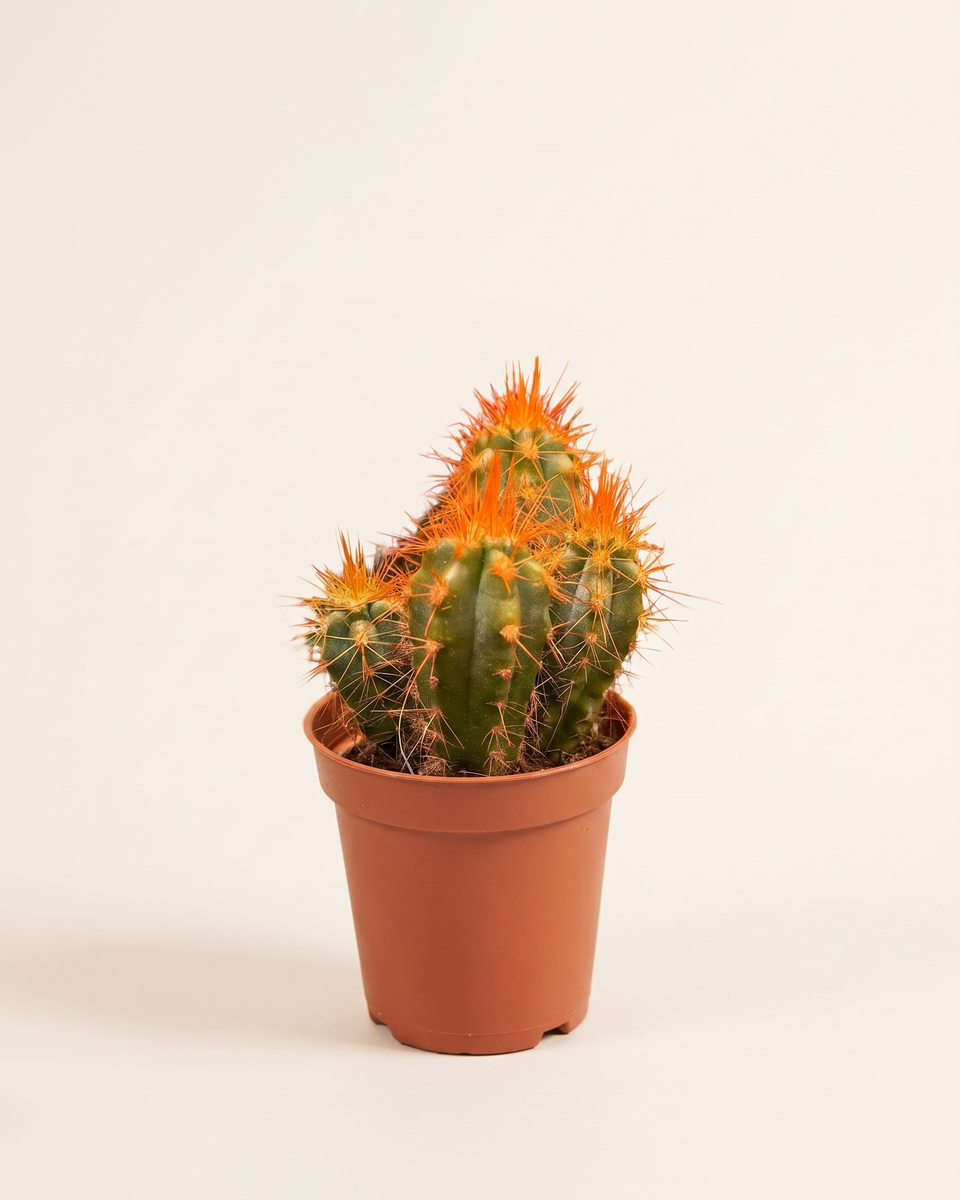 Cactus Orange Coloured صبار برتقالي