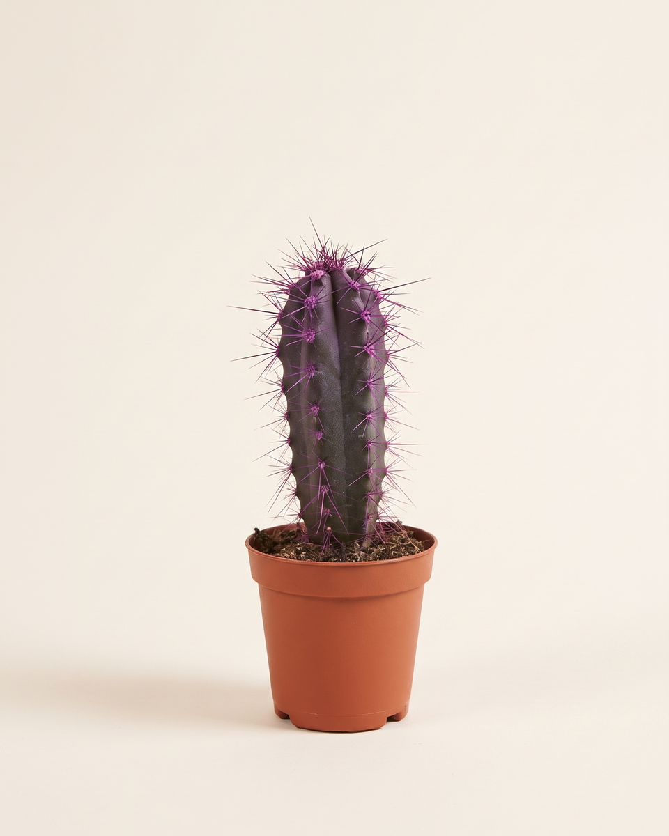 Cactus Purple Coloured صبار بنفسجي