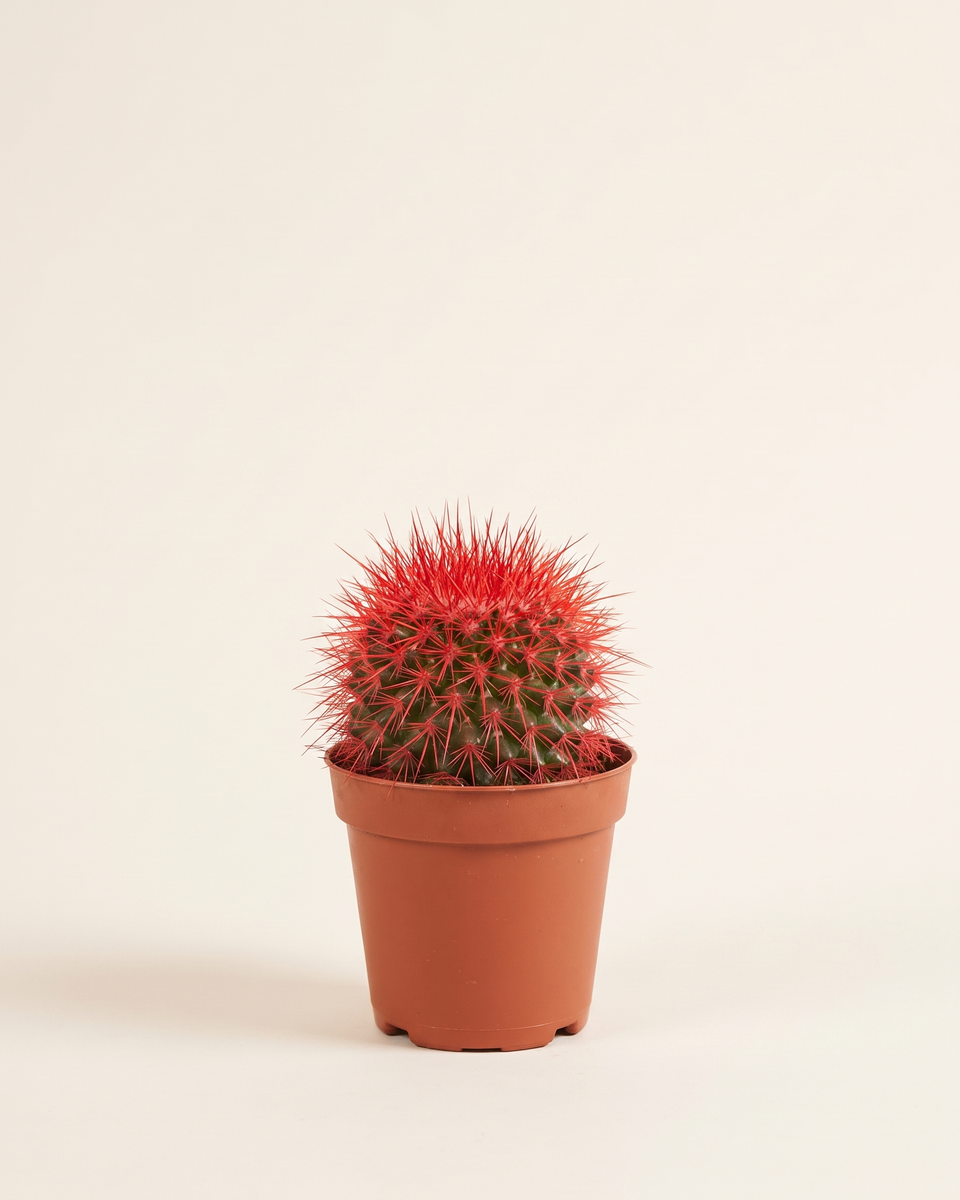 Cactus Red Coloured صبار أحمر
