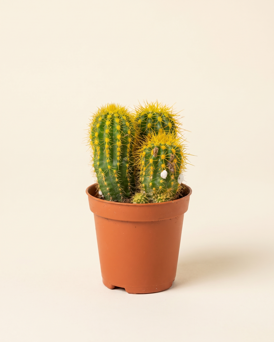 Cactus Yellow Coloured صبار أصفر