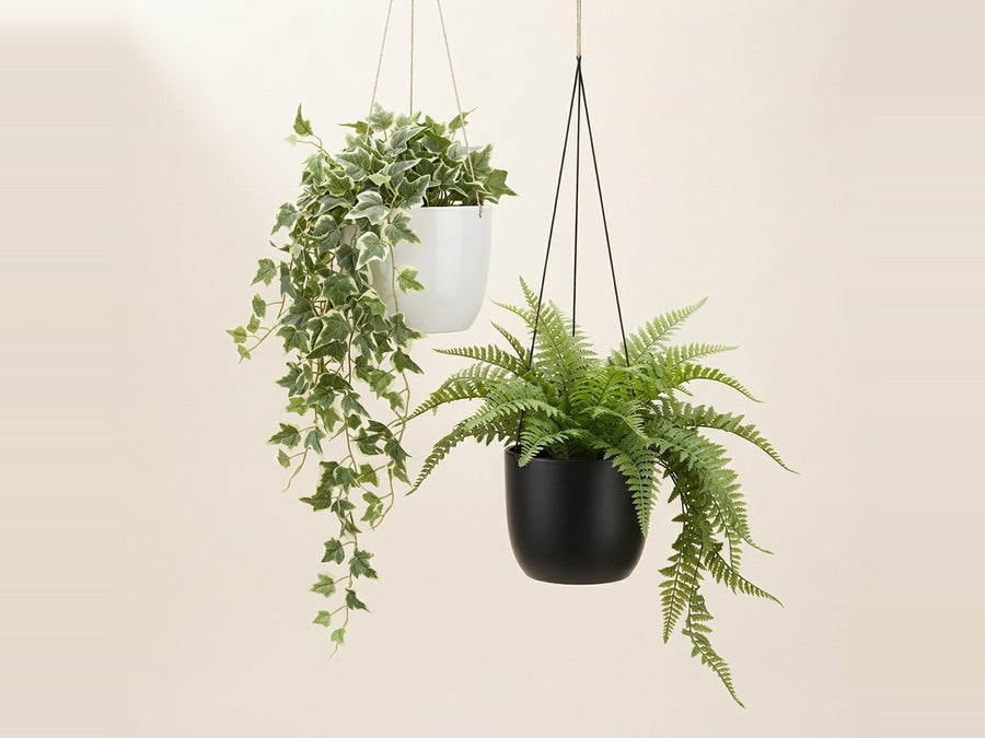 Hanging & trailing