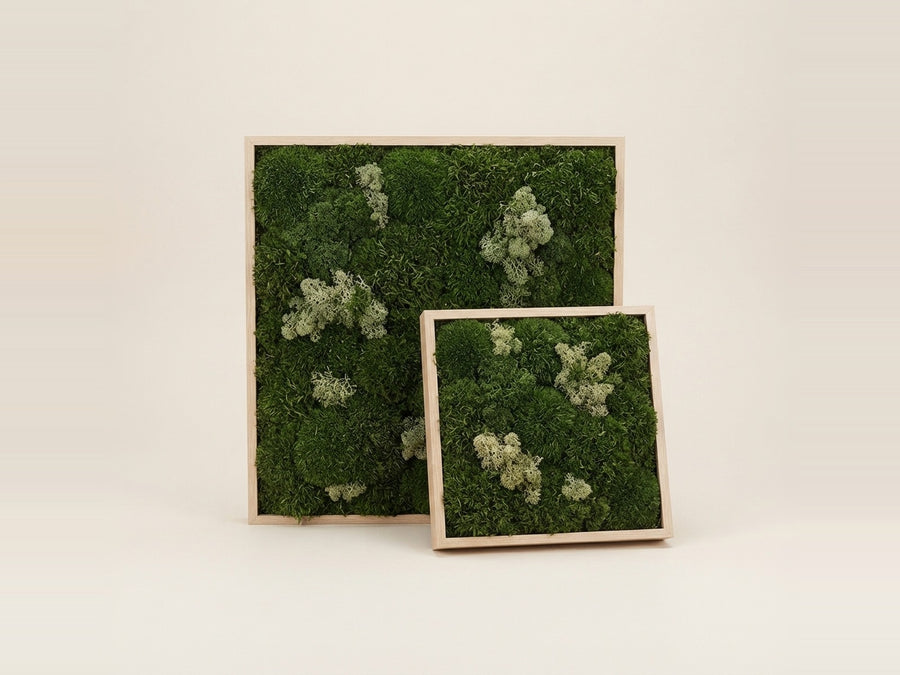 Moss walls & frames