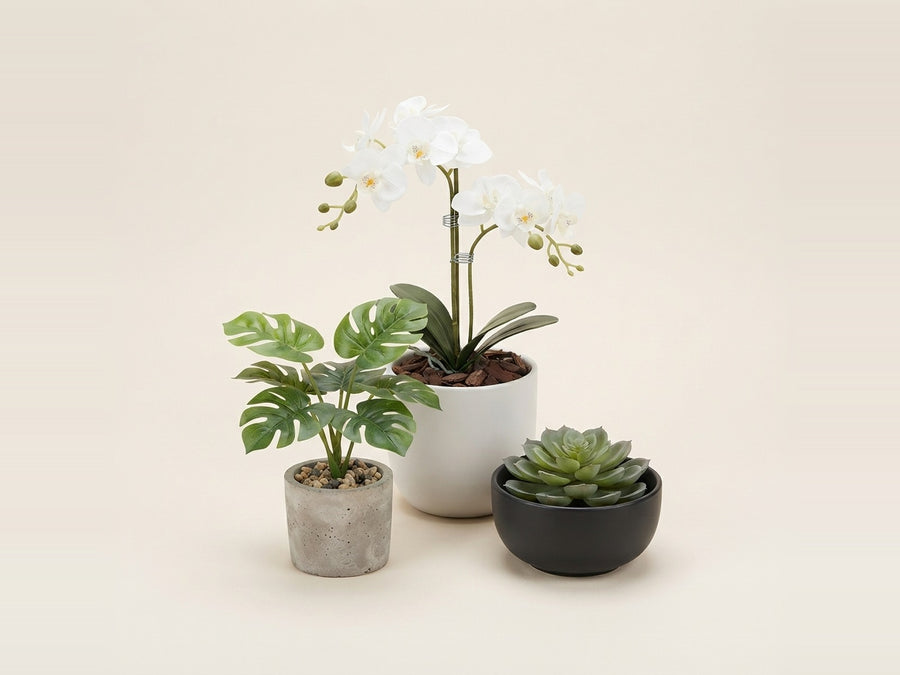 Potted plants
