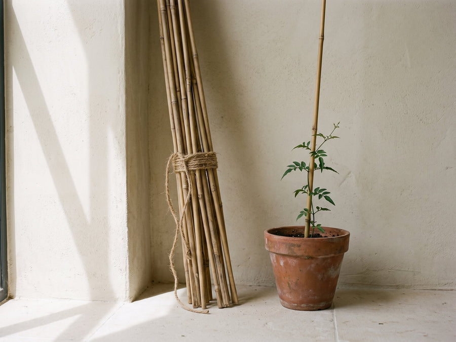 Plant stakes
