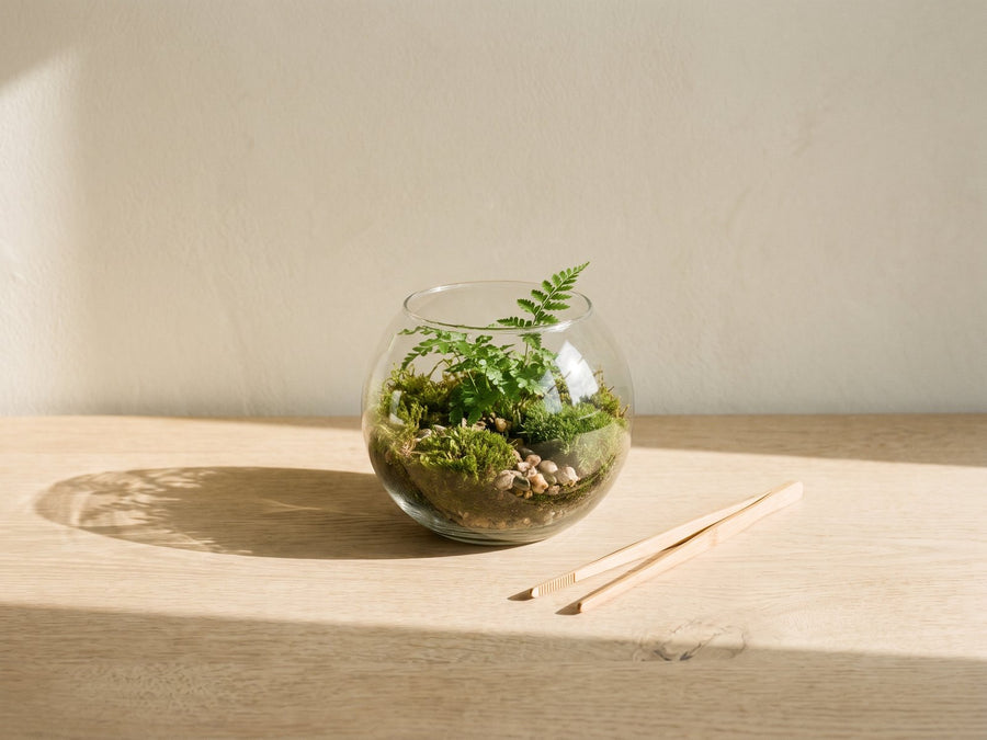 Terrarium plants & supplies