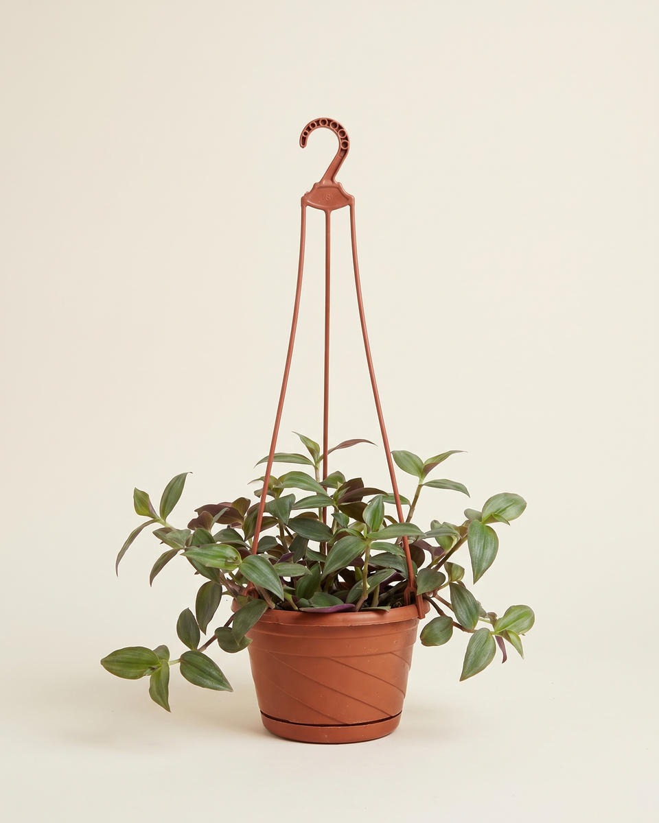 Tradescantia Pallida Hanging ترادسكانتيا باليدا (البنفسجية)