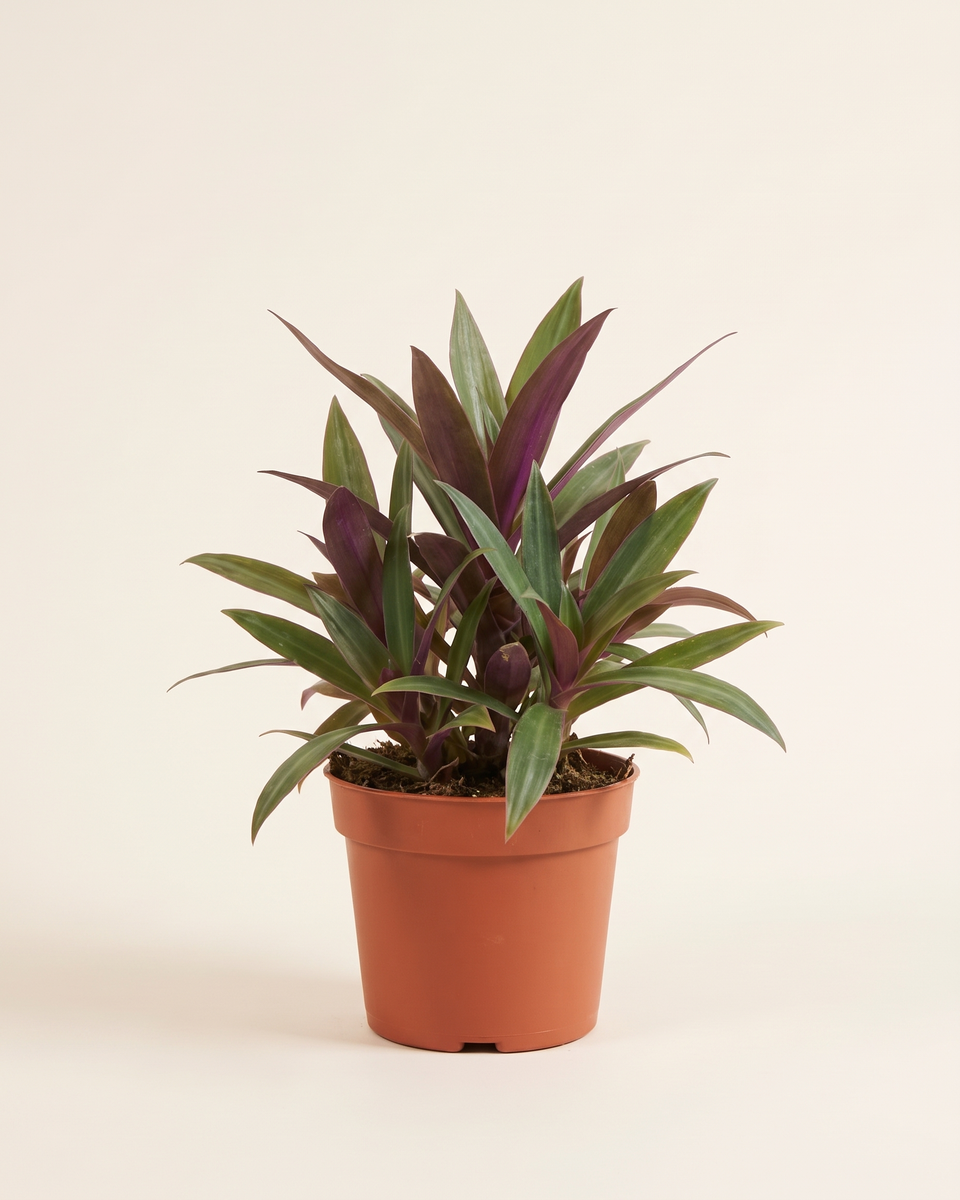 Tradescantia Spathacea Bush ترادسكانتيا سباثاسيا (ريو)