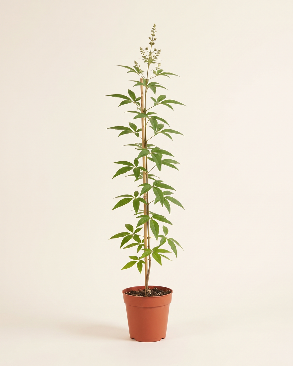 Vitex Single Stem (Young) فيتكس