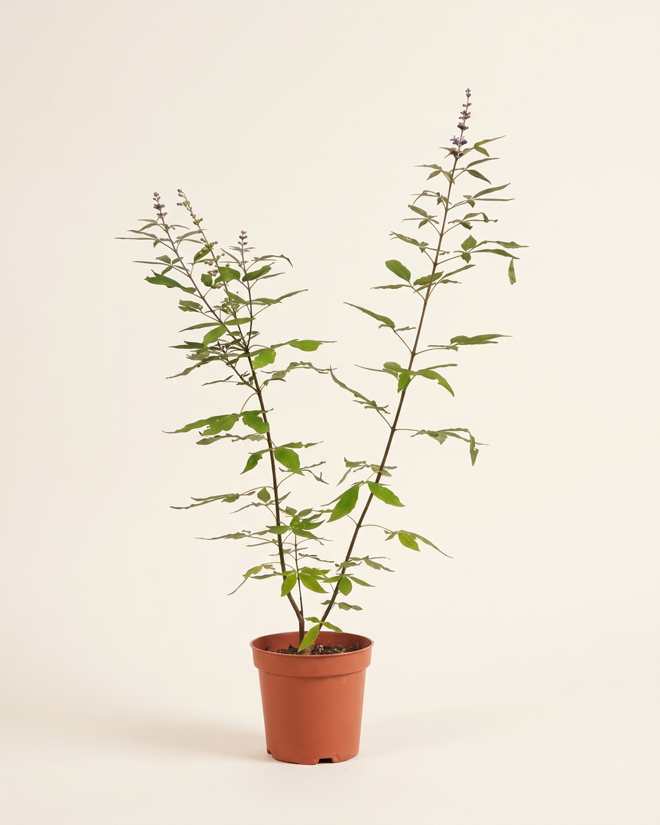 Vitex Agnus-Castus Bush (Young) فيتكس