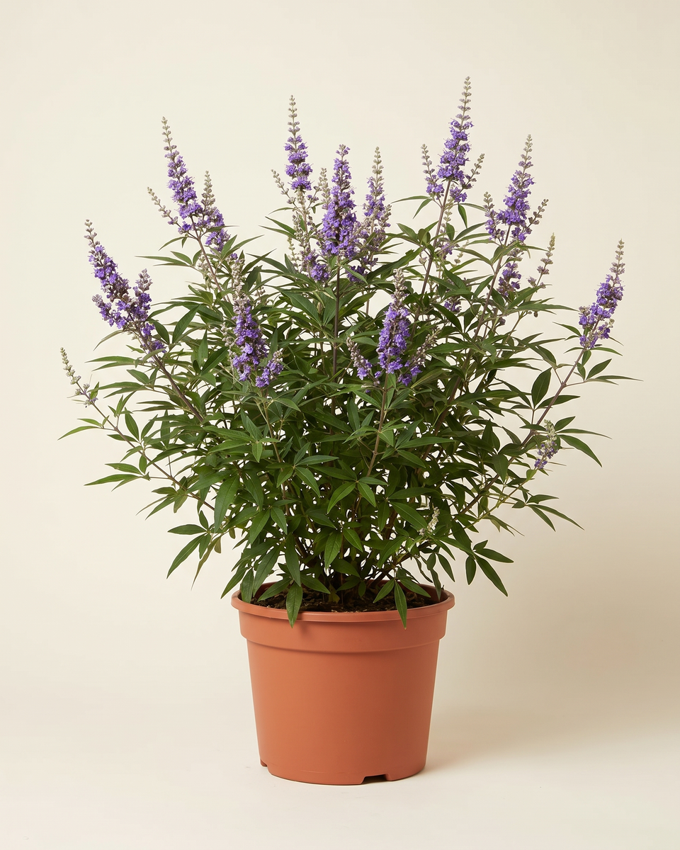 Vitex Agnus-Castus Bush فيتكس