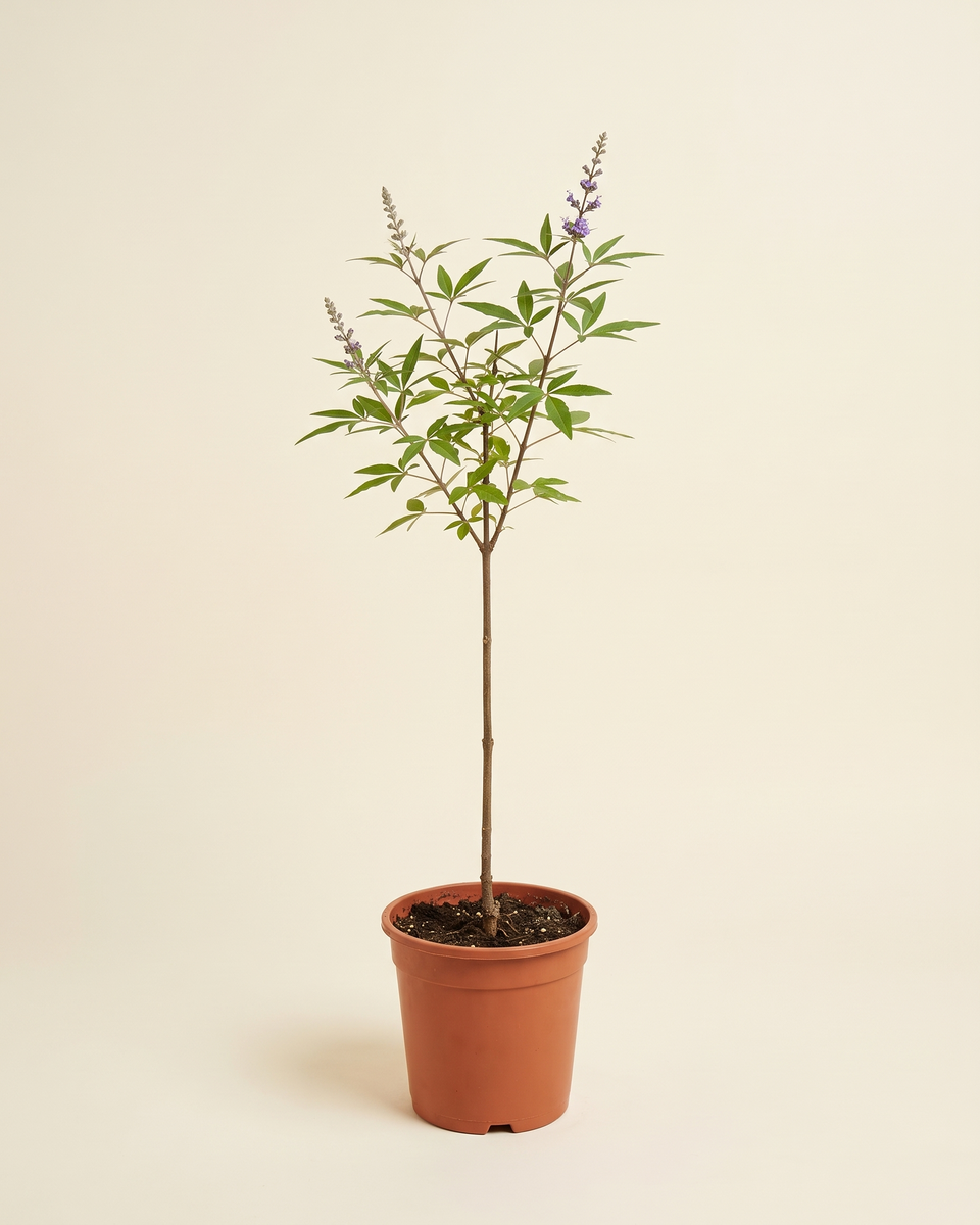 Vitex Agnus-Castus Single Stem (Young) فيتكس
