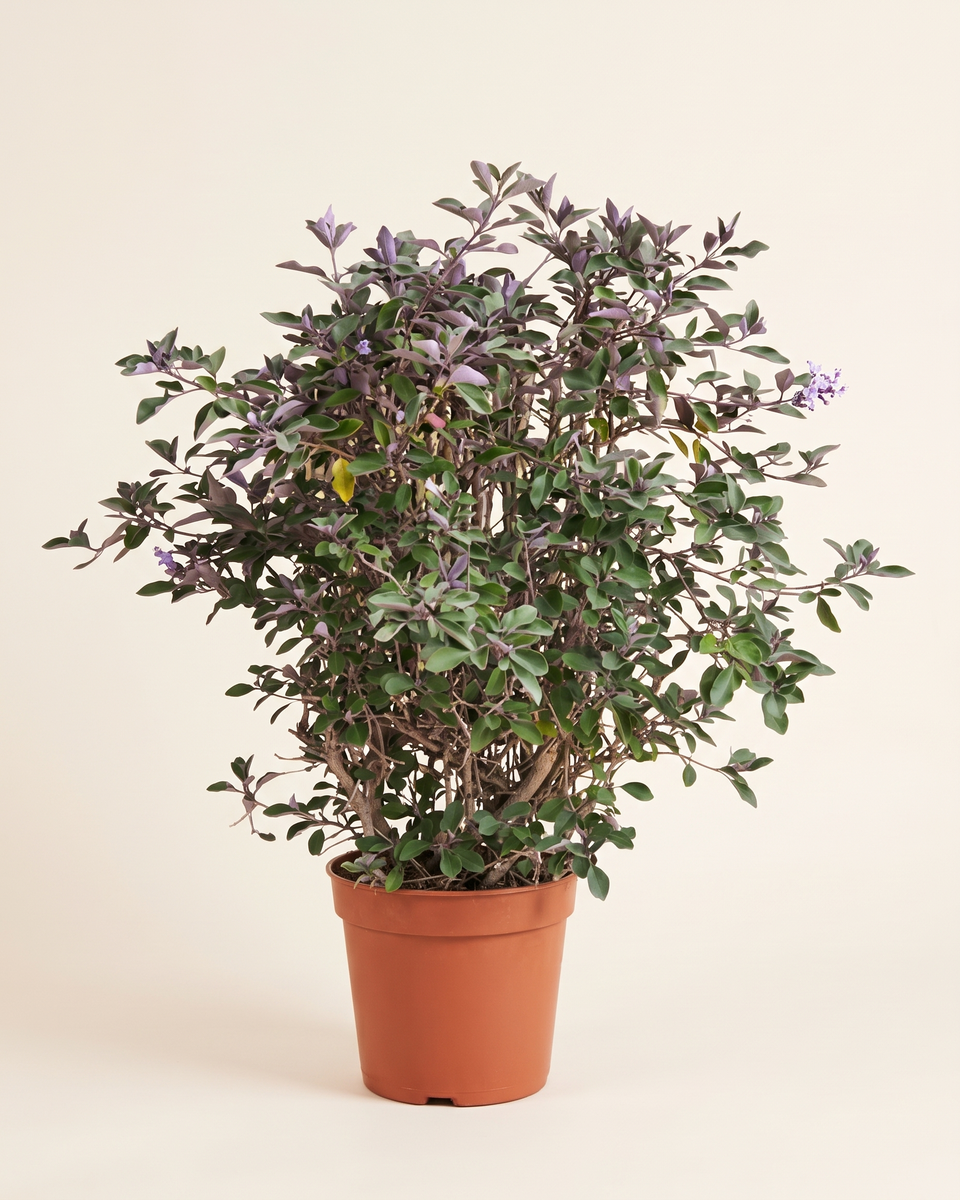 Vitex Purple Bush فيتكس