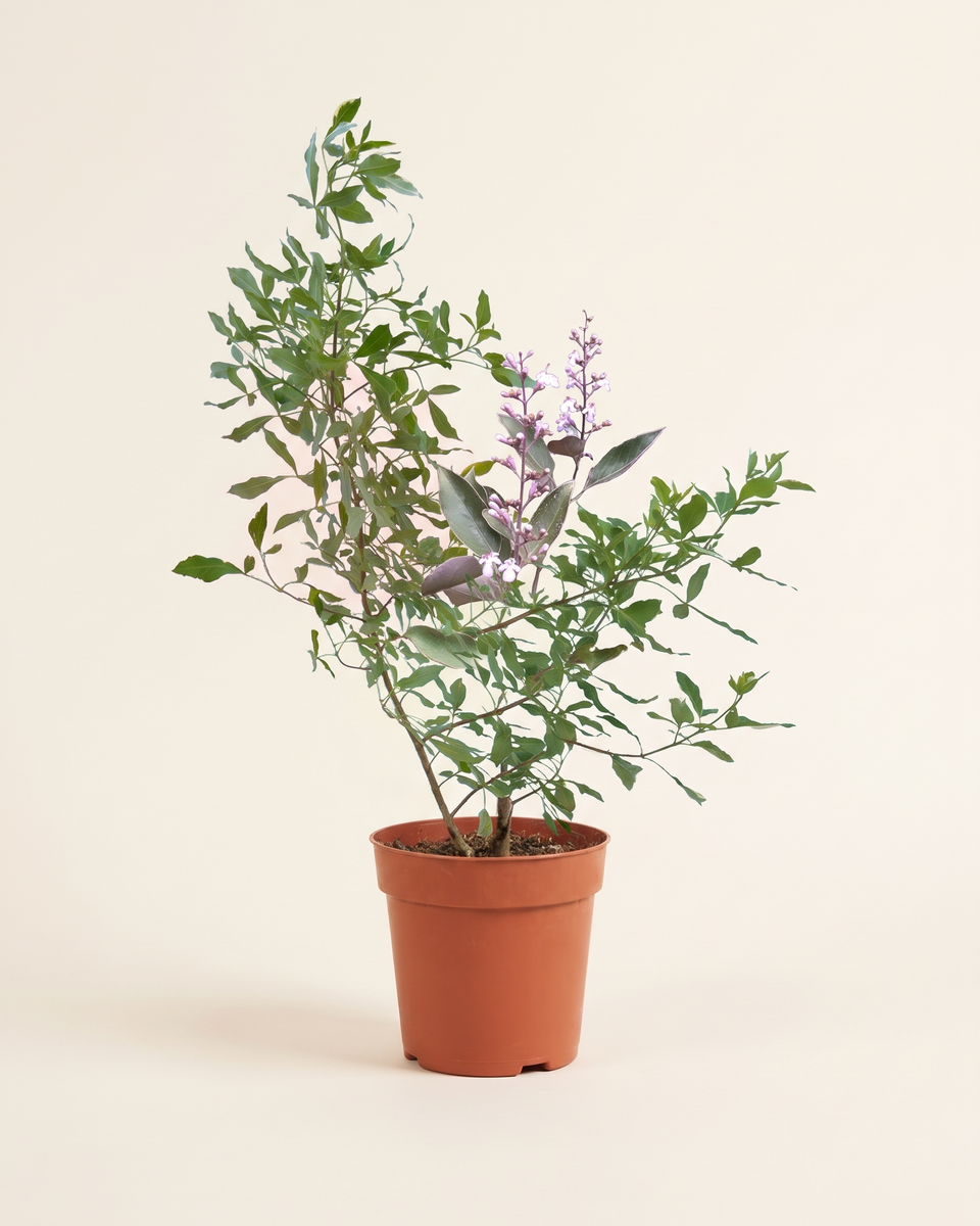Vitex Variegated Bush (Young) فيتكس