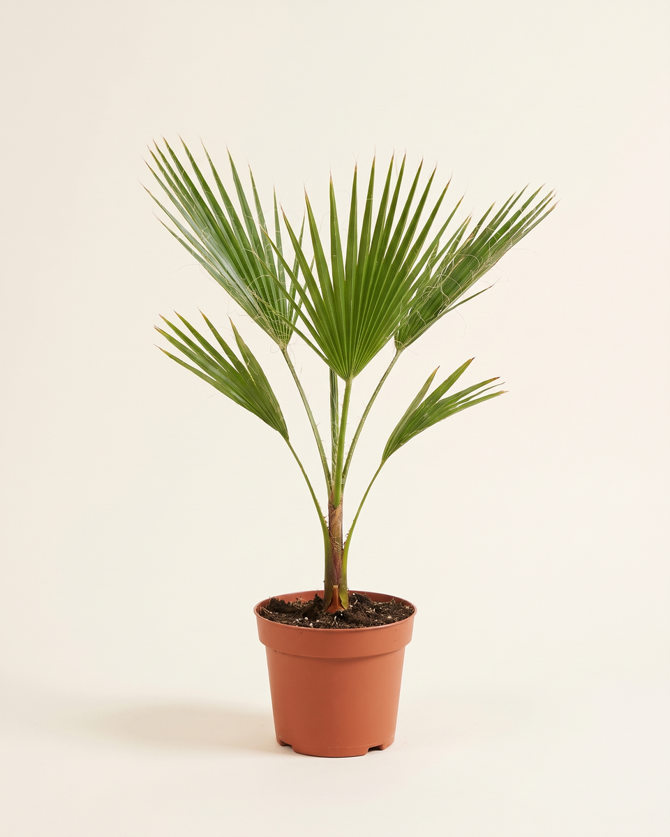Washingtonia Palm (Young) واشنطونيا