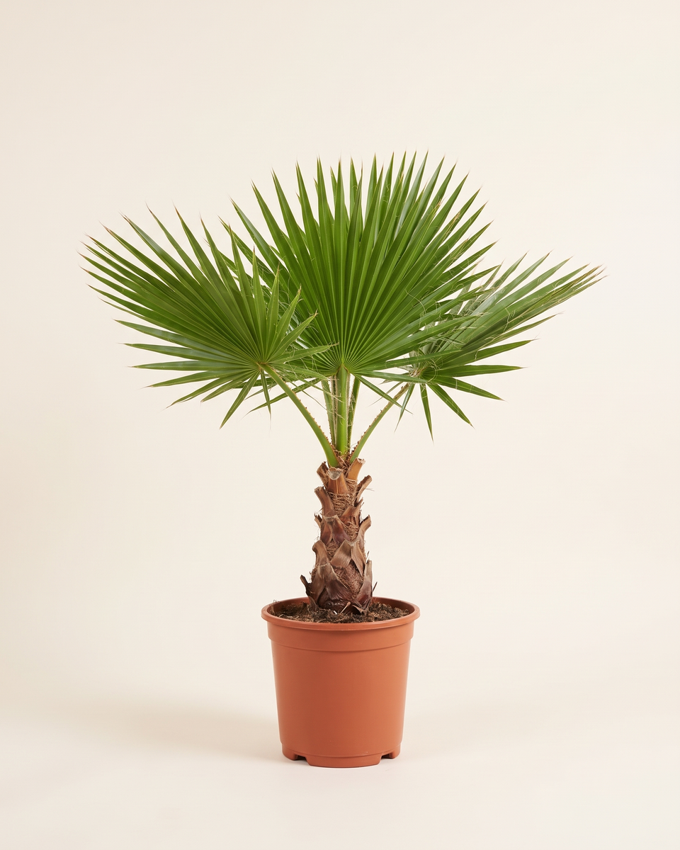 Washingtonia Palm واشنطونيا