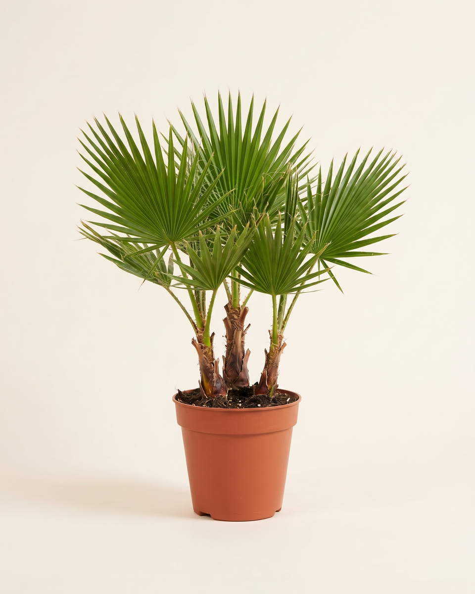 Washingtonia Palm, 3 Per Pot واشنطونيا