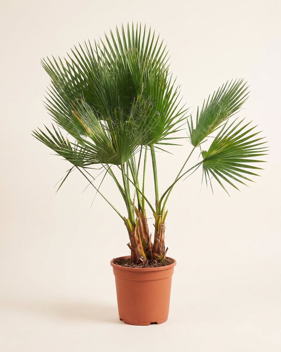 Washingtonia Palm, 3 Per Pot واشنطونيا