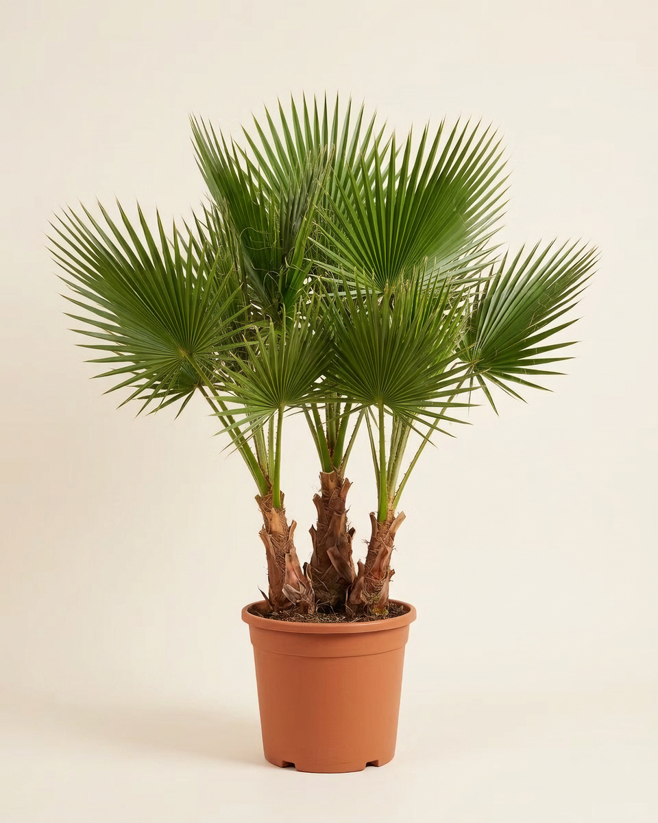 Washingtonia Palm, 3 Per Pot واشنطونيا