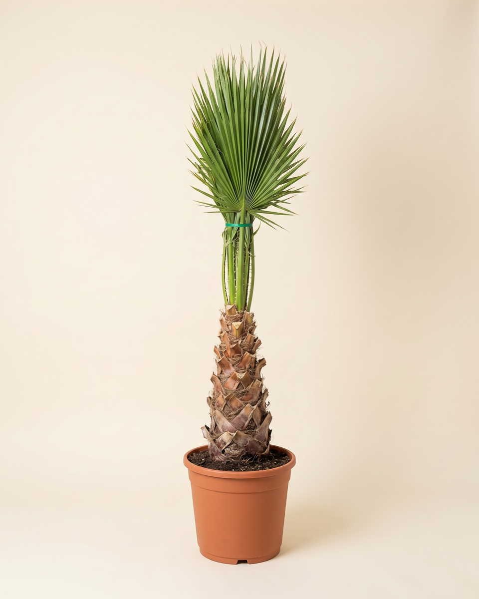Washingtonia 1.5 M Trunked Palm واشنطونيا