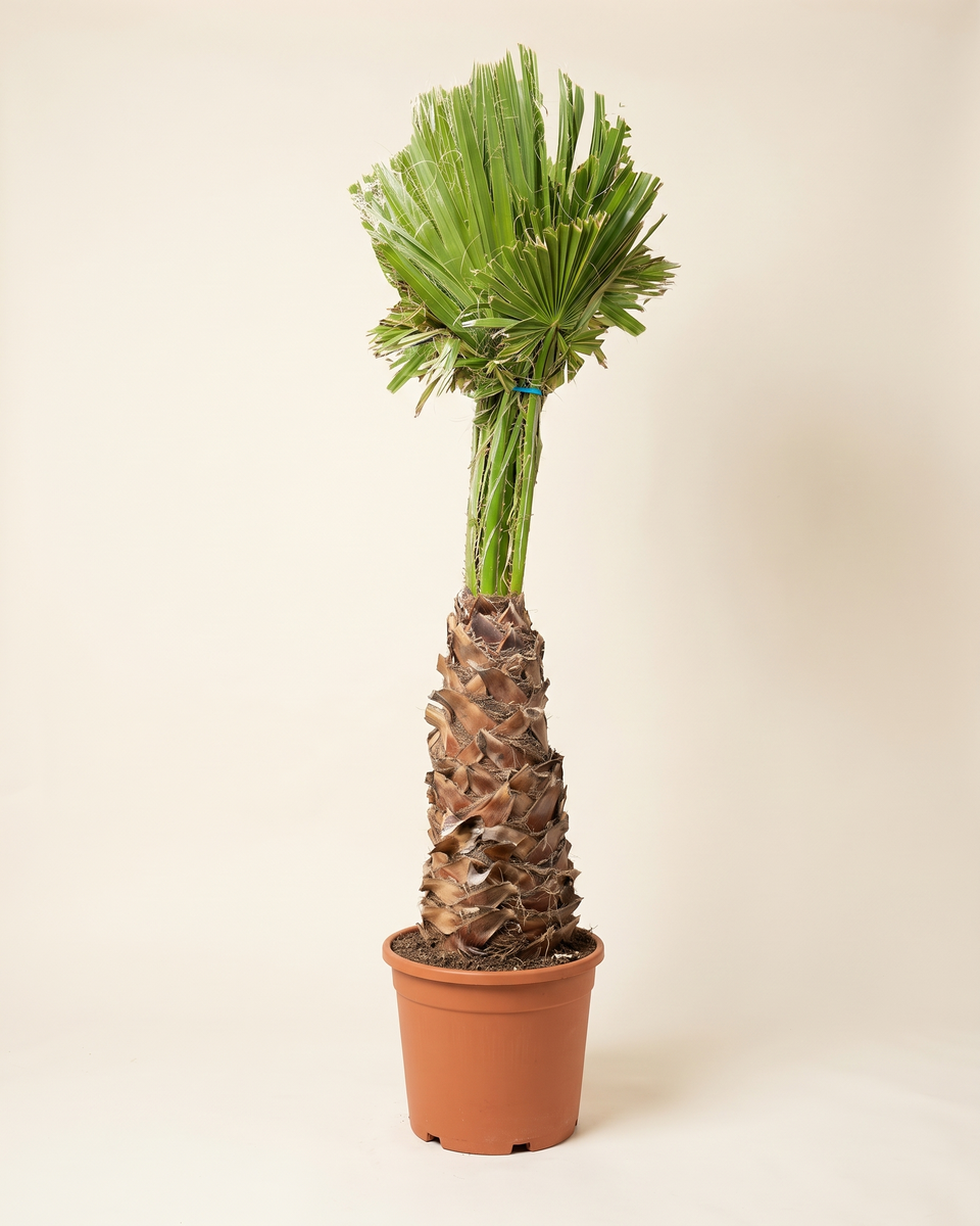 Washingtonia 2 M Trunked Palm واشنطونيا