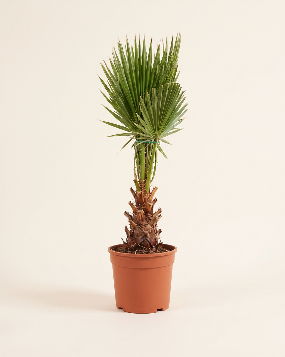 Washingtonia 60 Cm Trunked Palm واشنطونيا