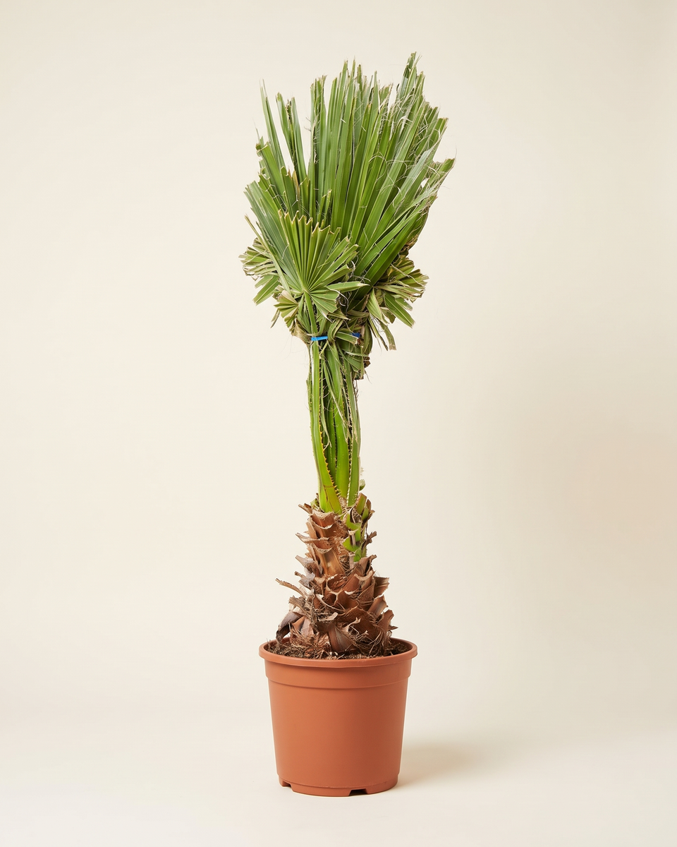 Washingtonia 80 Cm Trunked Palm واشنطونيا