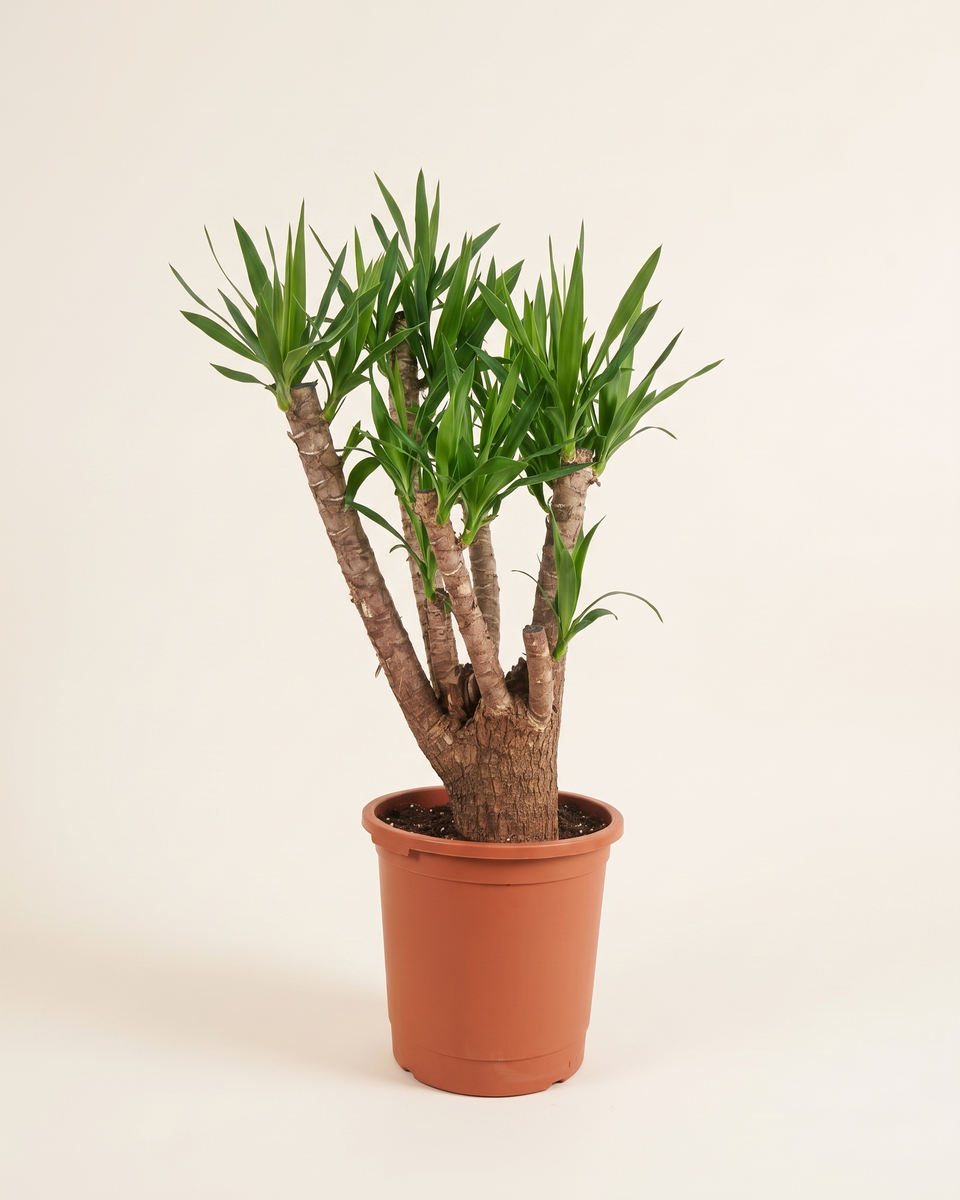 Yucca Elephantipes Branched Tree يوكا