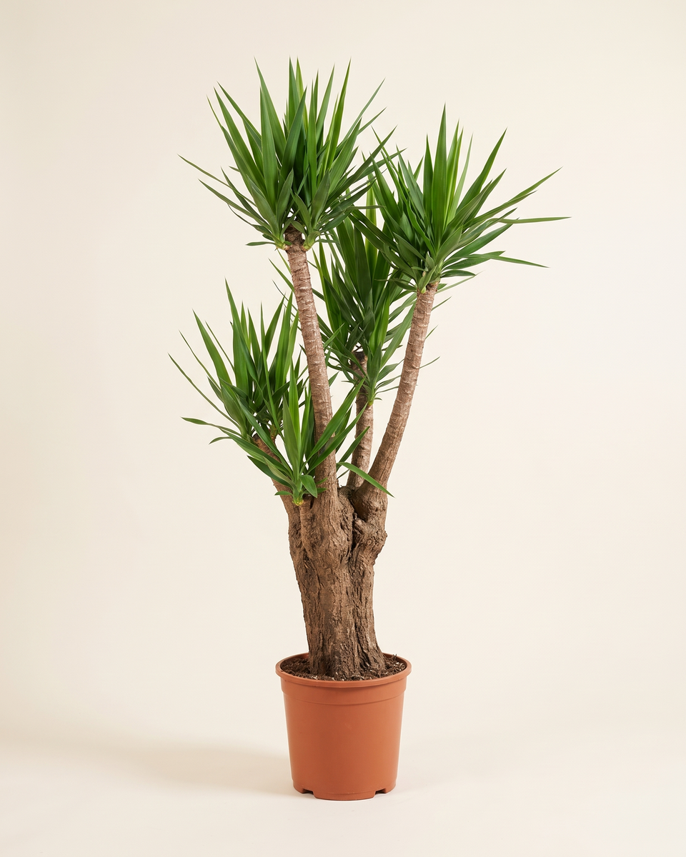 Yucca Elephantipes Branched Tree (Specimen) يوكا