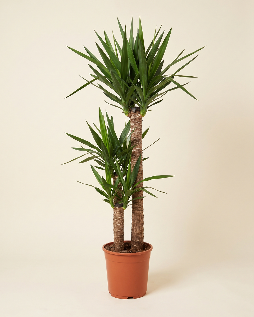 Yucca Elephantipes 2 Canes يوكا